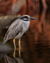 Yellow-crowned Night-heron wading in the water at Tortuguero