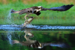 Rothiemurchus Osprey reflection with fish