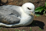 Fulmar