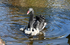 Black Swans Dawlish 6
