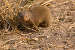 Dwarf Mongoose