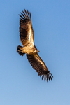 white-backed vulture Gyps africanus-6221