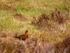 Red Grouse