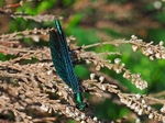 Beautiful Demoiselle