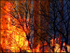 8 Burning Bush