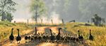 GAGGLE - BRUCE COUNTY