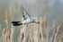 Cuckoo (Cuculus canorus) flying