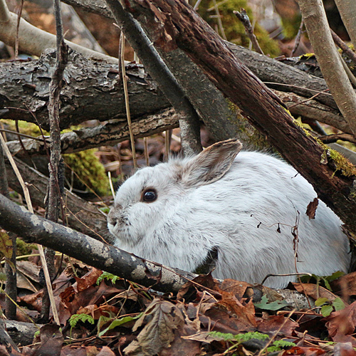 With no early winter snow, this snowshoe hare is hop(p)ing for some of the white stuff and so to better blend in to i…