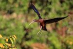 Glossy Ibis landing wings back, Wakodahatchee Wetlands, Florida