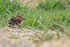 Magellanic Snipe chick, Sea Lion Island, Falklands