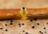 Dicyrtomina minuta