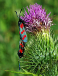 Six-Spot Burnet