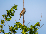 Dunnock