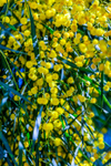 acacia-1068