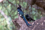 Green Wood Hoopoe