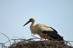 White Stork