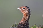 Red Grouse