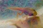 6 Golden Tadpoles