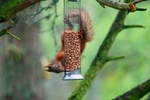 Red Squirrel