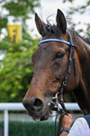 040726-Race 4-Al Aasy-4590
