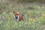 Wildlife 140825_RLP151341