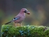 another jay