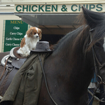 3, Ketchup on my Chips please, Cahirmee Horse Fair, Co.Cork