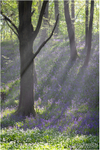 Misty Bluebells, Portglenone Forest (IMG1260)