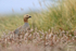 Ruddy-headed Goose head above pink foliage, Carcass Island, Falklands