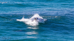 Whale Feeding 6