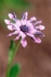 Osteospermum