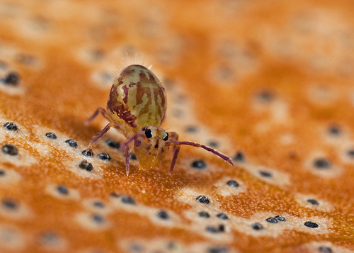 On the underside of a fallen leaf. Warwickshire, November 2012.