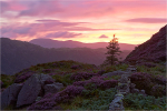 Purple Haze