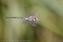 Migrant Hawker (Aeshna mixta) male in flight