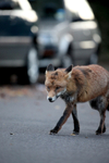 Urban dog fox patroling a Bristol Street