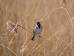 Reed Bunting