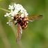 Milesia crabroniformis (Syrphidae, Hoverflies) F