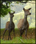 Doe alert