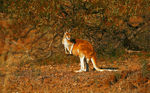 Red Kangaroo 1