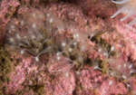 Phoronis hippocrepia