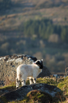 Lamb