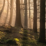 Morning Light