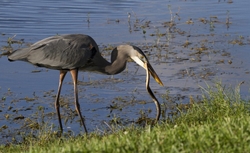 Great Blue Heron _0045