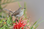 Karoo Prinia on red flower, Simon's Town, South Africa