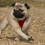 Dancing Pug!