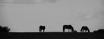 Pony Silhouettes