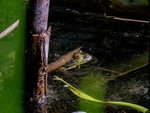 Edible Frog