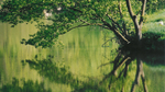 MirrorTree20073