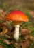 Fly Agaric 1
