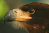 White Tailed Sea Eagle